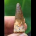 3,5 cm dunkler Zahn des Spinosaurus