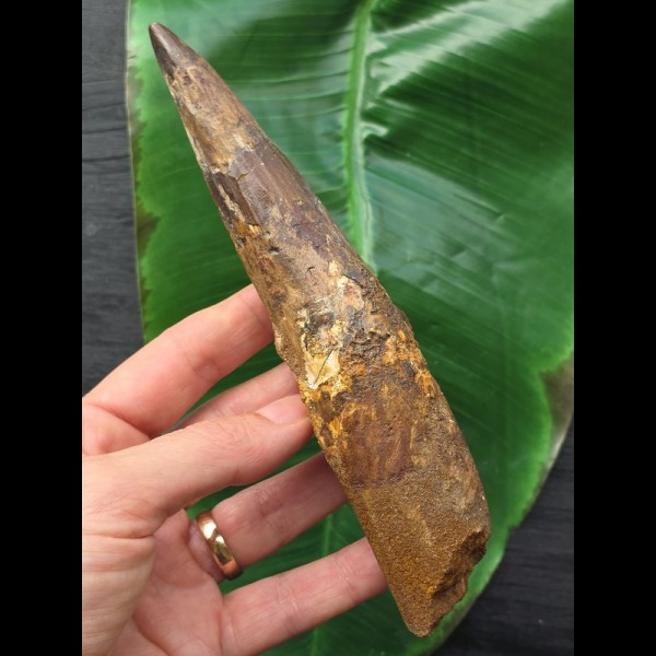 16.7 cm massive tooth of Spinosaurus with matrix remains
