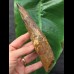 16.7 cm massive tooth of Spinosaurus with matrix remains