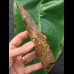 16.7 cm massive tooth of Spinosaurus with matrix remains