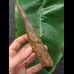 16.7 cm massive tooth of Spinosaurus with matrix remains