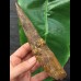 16.7 cm massive tooth of Spinosaurus with matrix remains