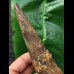 16.7 cm massive tooth of Spinosaurus with matrix remains