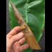 16.7 cm massive tooth of Spinosaurus with matrix remains