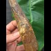 16.7 cm massive tooth of Spinosaurus with matrix remains