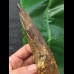 16.7 cm massive tooth of Spinosaurus with matrix remains