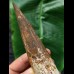 16,5 cm beeindruckend großer dunkler Zahn des Spinosaurus