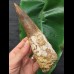 16,5 cm beeindruckend großer dunkler Zahn des Spinosaurus