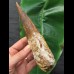 16,5 cm beeindruckend großer dunkler Zahn des Spinosaurus
