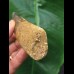 12,5 cm massiver Zahn des Spinosaurus
