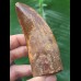 9,9 cm masssiver scharfer Zahn des Carcharodontosaurus saharicus