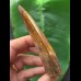 9,9 cm masssiver scharfer Zahn des Carcharodontosaurus saharicus