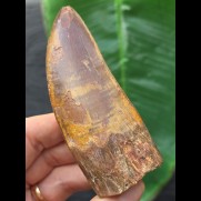 9,9 cm masssiver scharfer Zahn des Carcharodontosaurus saharicus