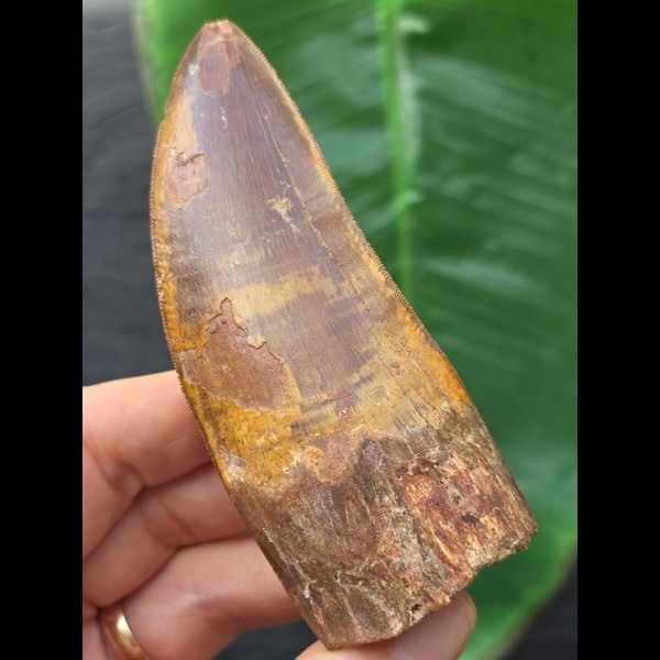 9,9 cm masssiver scharfer Zahn des Carcharodontosaurus saharicus