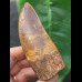 9,9 cm masssiver scharfer Zahn des Carcharodontosaurus saharicus