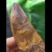 9,9 cm masssiver scharfer Zahn des Carcharodontosaurus saharicus
