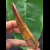 9,9 cm masssiver scharfer Zahn des Carcharodontosaurus saharicus