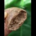 9,9 cm masssiver scharfer Zahn des Carcharodontosaurus saharicus