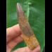7.1 cm dark curved tooth of Spinosaurus