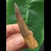 7.1 cm dark curved tooth of Spinosaurus