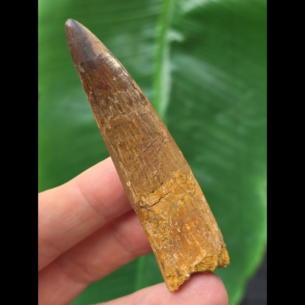 7.1 cm dark curved tooth of Spinosaurus