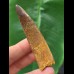 7.1 cm dark curved tooth of Spinosaurus