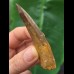 7.1 cm dark curved tooth of Spinosaurus