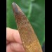 7.1 cm dark curved tooth of Spinosaurus
