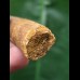 7.1 cm dark curved tooth of Spinosaurus
