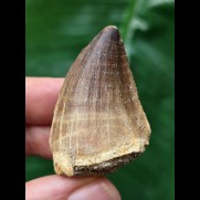 4,6 cm heller brauner Zahn des Mosasaurus