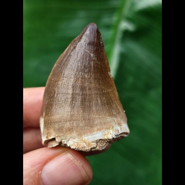 4.1 cm dark tooth from a Mosasaurus