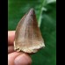 4.1 cm dark tooth from a Mosasaurus
