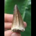4.1 cm dark tooth from a Mosasaurus