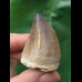 4.1 cm dark tooth from a Mosasaurus