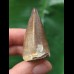 4.1 cm dark tooth from a Mosasaurus