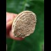 4.1 cm dark tooth from a Mosasaurus