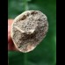 5,3 cm massiver Zahn des Mosasaurus