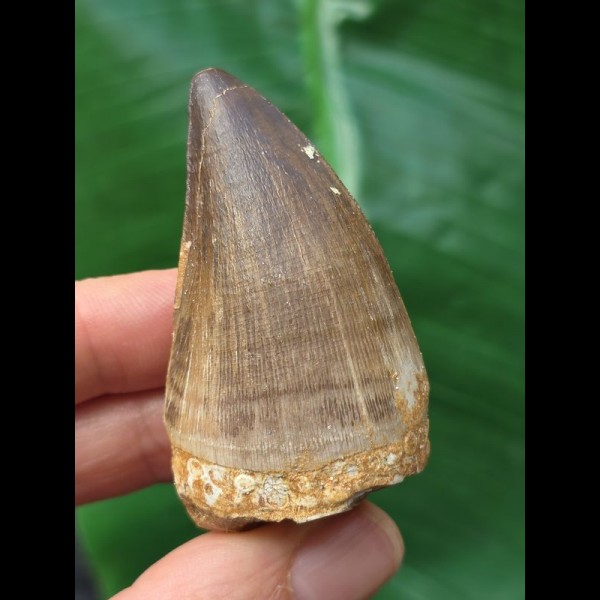 5.3 cm dark tooth from a Mosasaurus