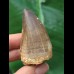 5.3 cm dark tooth from a Mosasaurus