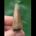4,0 cm  spitzer brauner Zahn des Mosasaurus