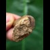 4,0 cm  spitzer brauner Zahn des Mosasaurus