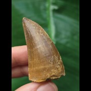 4,7 cm gebogener brauner Zahn des Mosasaurus