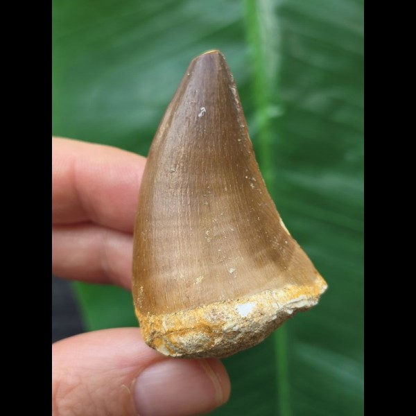 4.8 cm red-brown tooth from a Mosasaurus