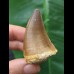 4.8 cm red-brown tooth from a Mosasaurus