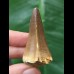 4.8 cm red-brown tooth from a Mosasaurus