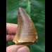 4.8 cm red-brown tooth from a Mosasaurus