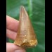 4.8 cm red-brown tooth from a Mosasaurus