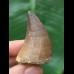 4.5 cm curved tooth of Mosasaurus