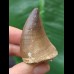 4.5 cm curved tooth of Mosasaurus