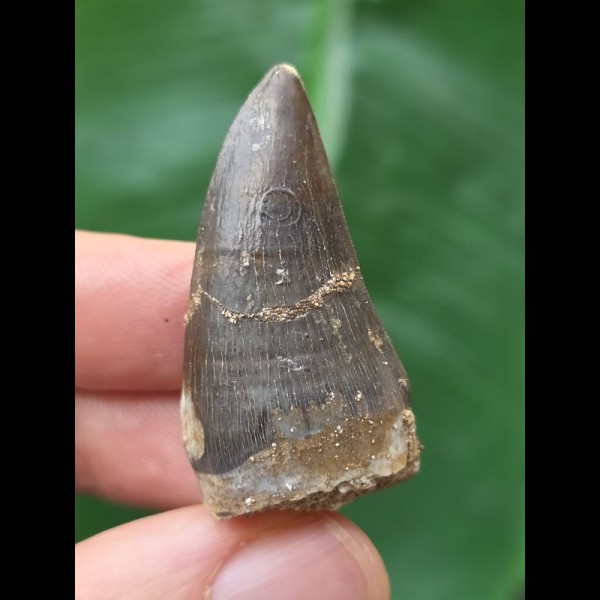 3,7 cm dunkler Zahn des Mosasaurus 